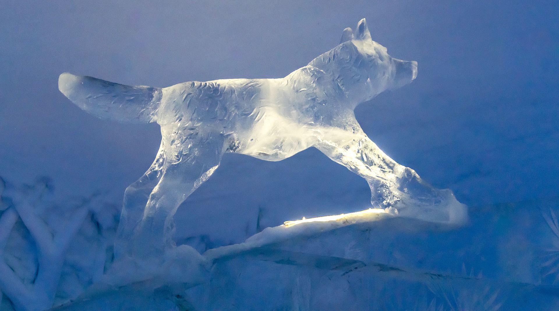 Ice fox